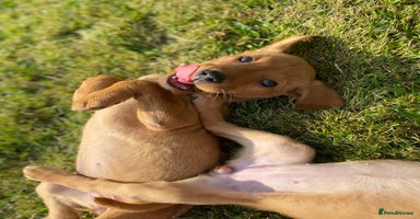 Labrador Retriever dogs - Advert 12