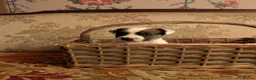 Jack Russell dogs for sale: Traditional Jack Russell terrier pups in Whitchurch - Advert 9