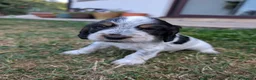 Cocker Spaniel dogs for sale: For sale in Buxton - Advert 3