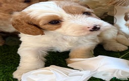 Cockapoo dogs for sale: Gorgeous Cockapoo puppies - Advert 3