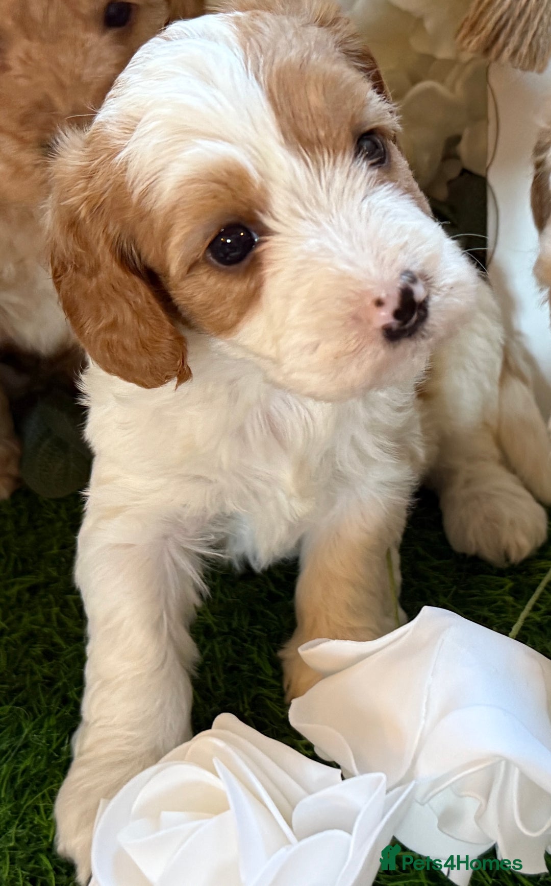 Cockapoo dogs for sale: Gorgeous Cockapoo puppies - Advert 3