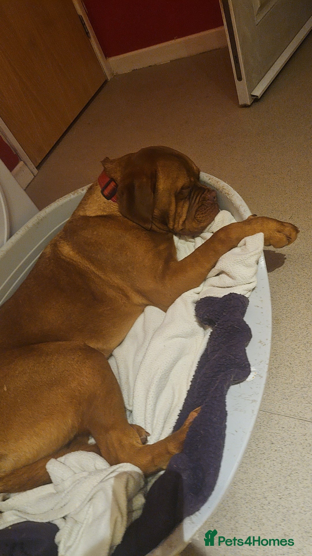 Dogue De Bordeaux dogs for sale: Buddy  - Advert 7