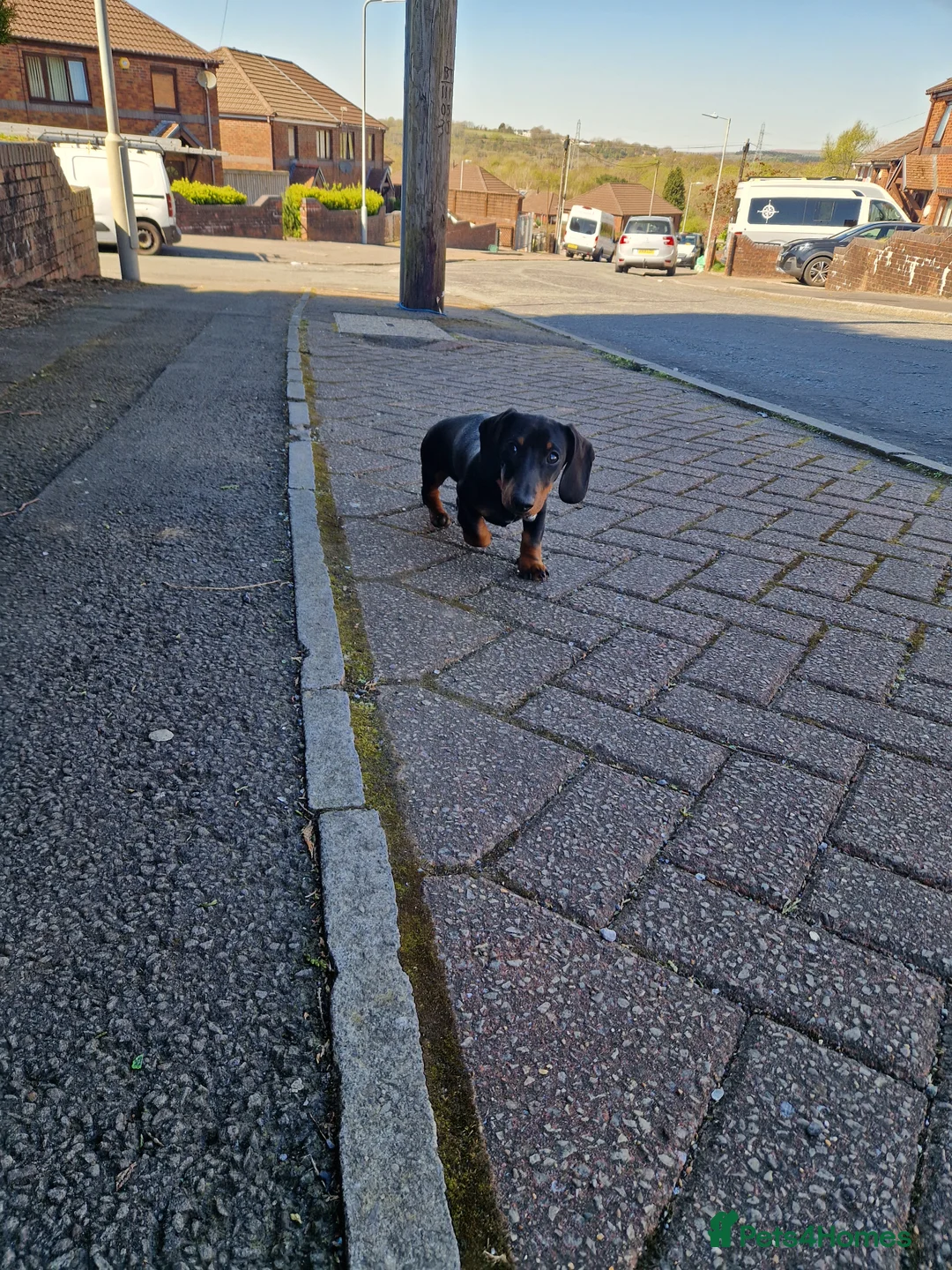 Miniature Dachshund dogs for sale: Miniature dachshund  - Advert 2