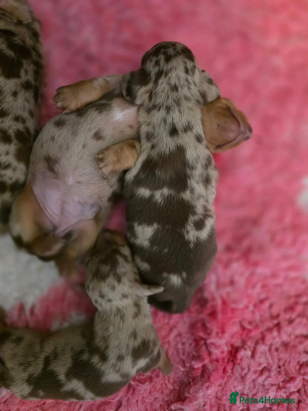 Miniature Dachshund dogs for sale: Gorgeous chocolate dapple puppies - Advert 7