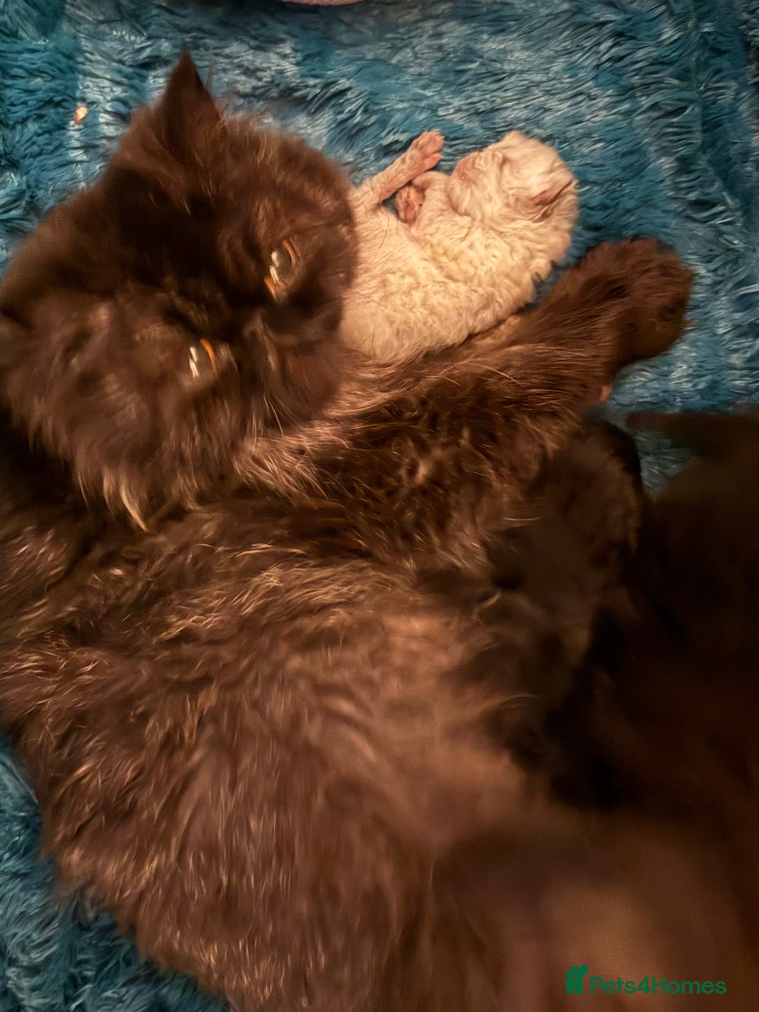 Persian cats for sale: Stunning GCCF reg Persians – Born Halloween 2025  - Advert 2