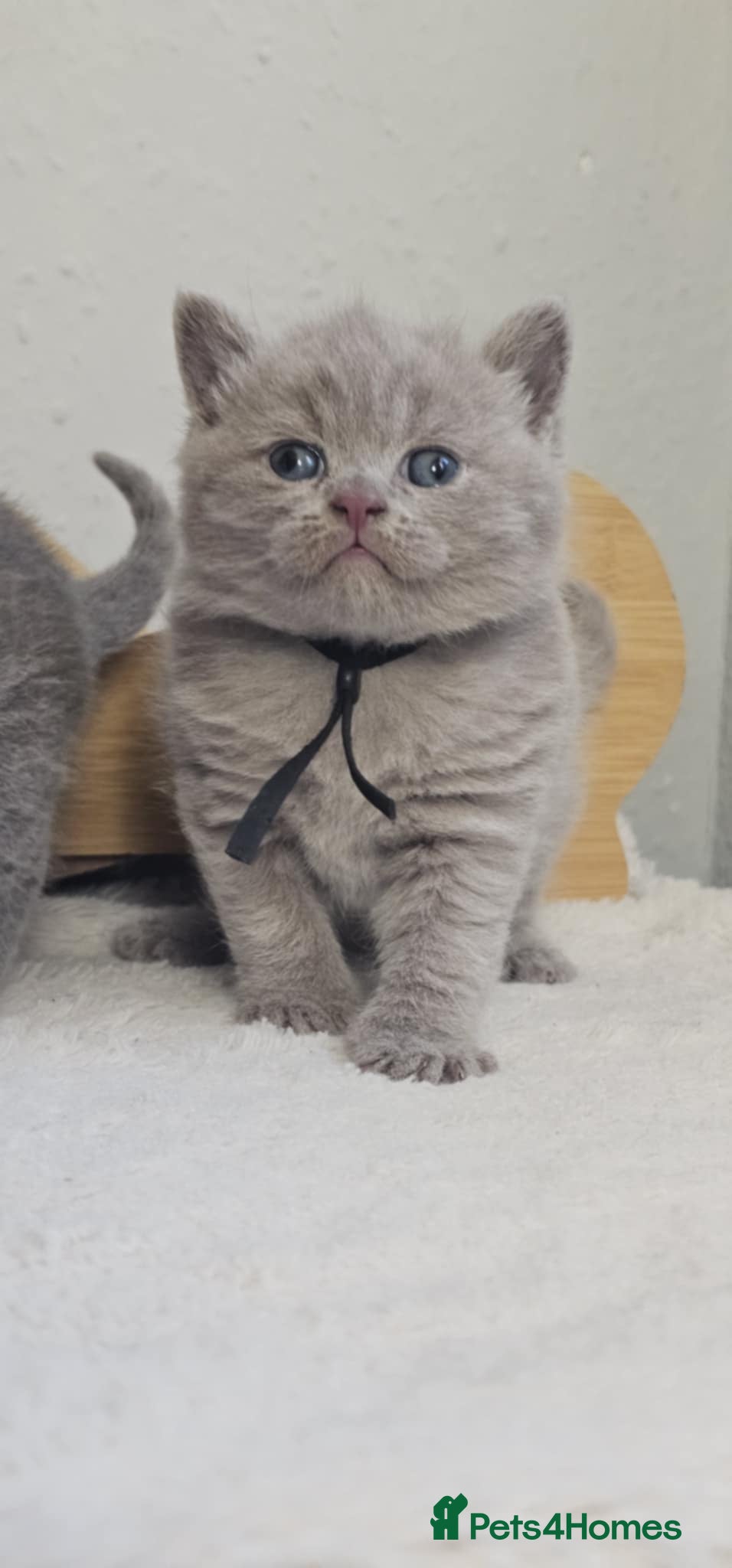 British Shorthair cats British Shorthair Kittens for Sale 🐾 - Advert 17