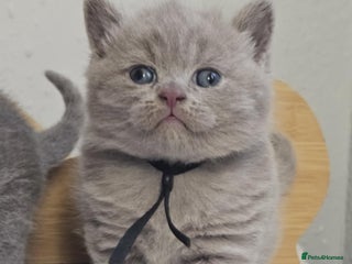 British Shorthair cats British Shorthair Kittens for Sale 🐾 - Advert 13