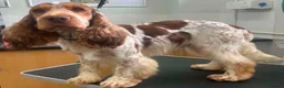 Cocker Spaniel dogs for sale: KC registered show type cocker spaniels Ready now  - Advert 37