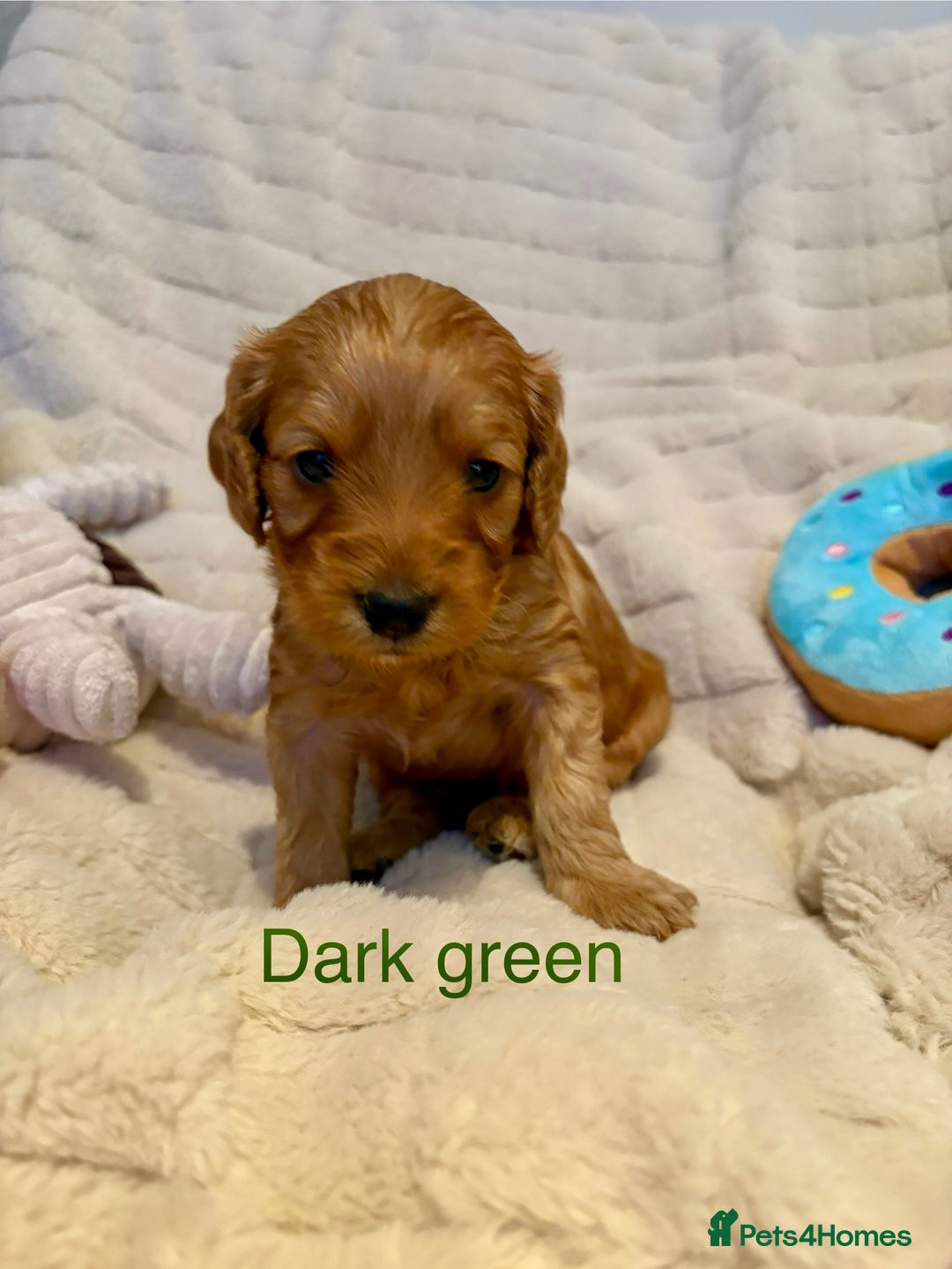 Cockapoo dogs for sale: Beautiful F2 Cockapoos - 5 boys left  - Advert 6