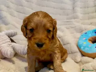 Cockapoo dogs Beautiful F2 Cockapoos - 1 boy left - Advert 13