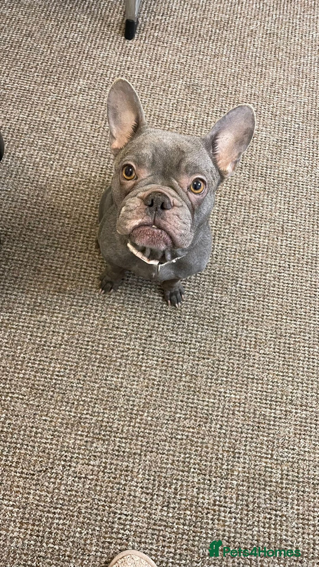 French Bulldog dogs for sale: French bulldog  - Advert 2