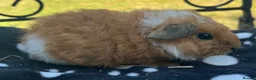 Guinea Pig rodents for sale: Guniea pigs. - Advert 4