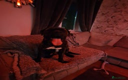 Mixed Breed dogs for sale: Enzo cane corso cross  - Image 2