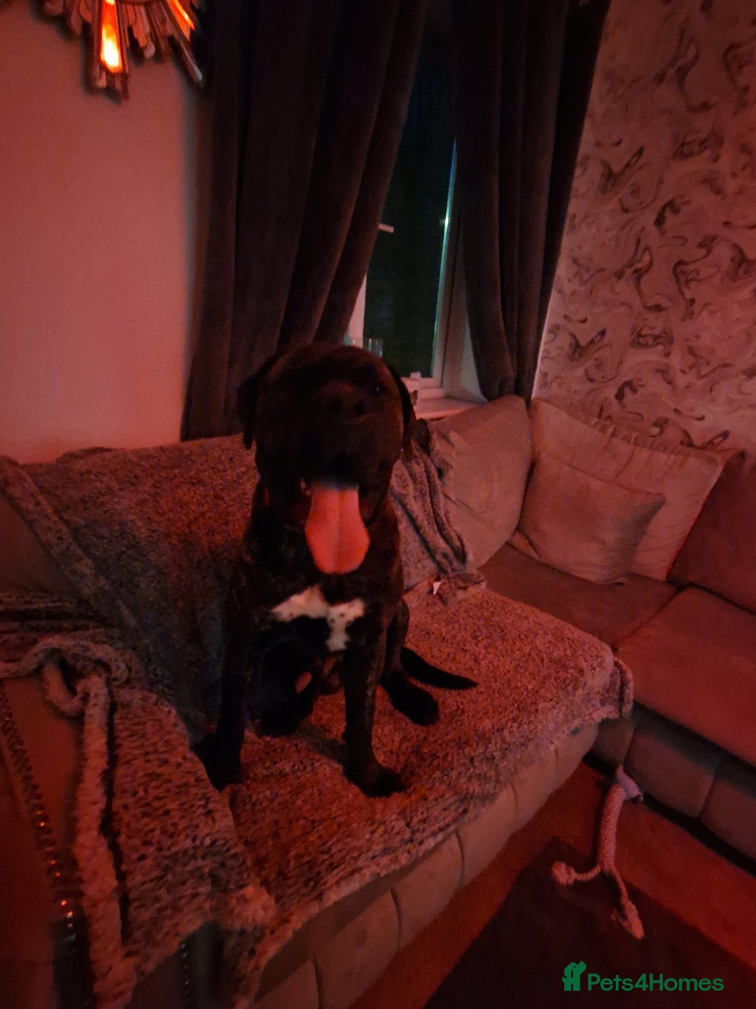 Mixed Breed dogs for sale: Enzo cane corso cross  - Image 2