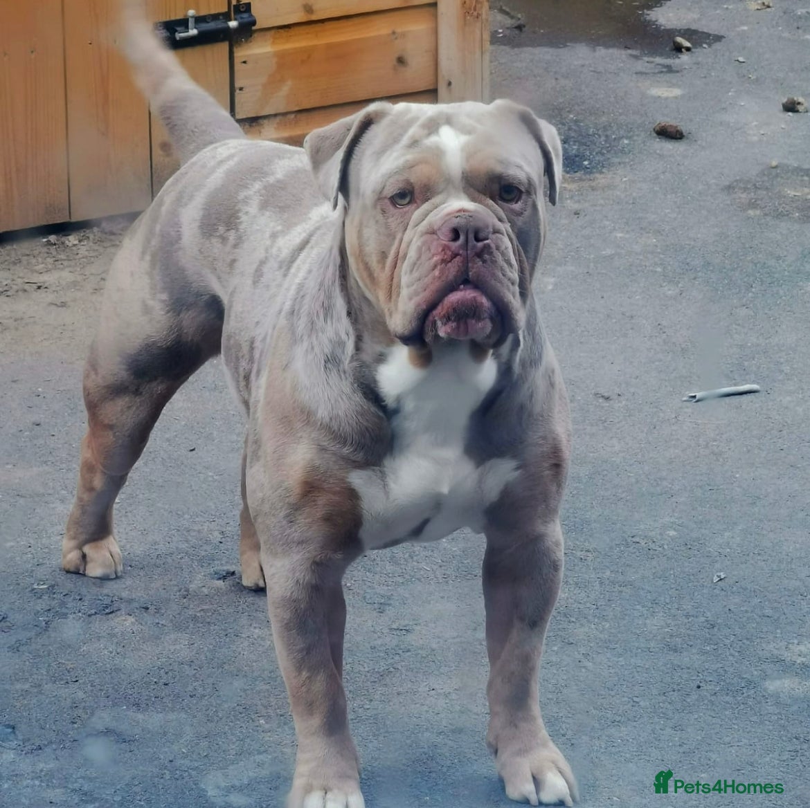 Old Tyme Bulldog dogs 💚ZUES OLD TYME LILAC TRI MERLE STUD 💚 in Barnsley - Advert 1