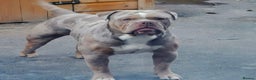 Old Tyme Bulldog dogs for stud: 💚ZUES OLD TYME LILAC TRI MERLE STUD 💚 in Barnsley - Advert 1