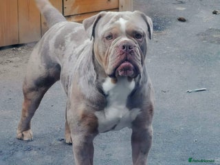 Old Tyme Bulldog dogs in Barnsley - Advert 1