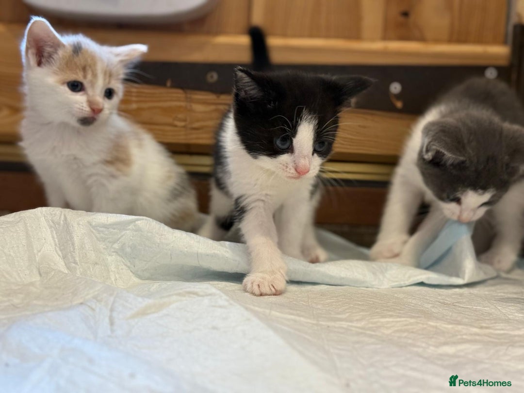 Mixed Breed cats for sale: 🐾 Adorable Kittens For Forever Homes 🐾  - Image 19