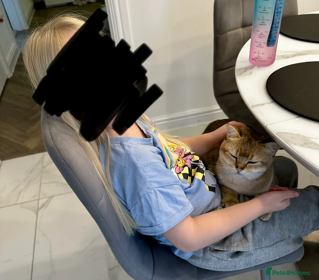 British Shorthair cats for sale: 💛 British shorthair/Scottish straight male 🩵  - Advert 8