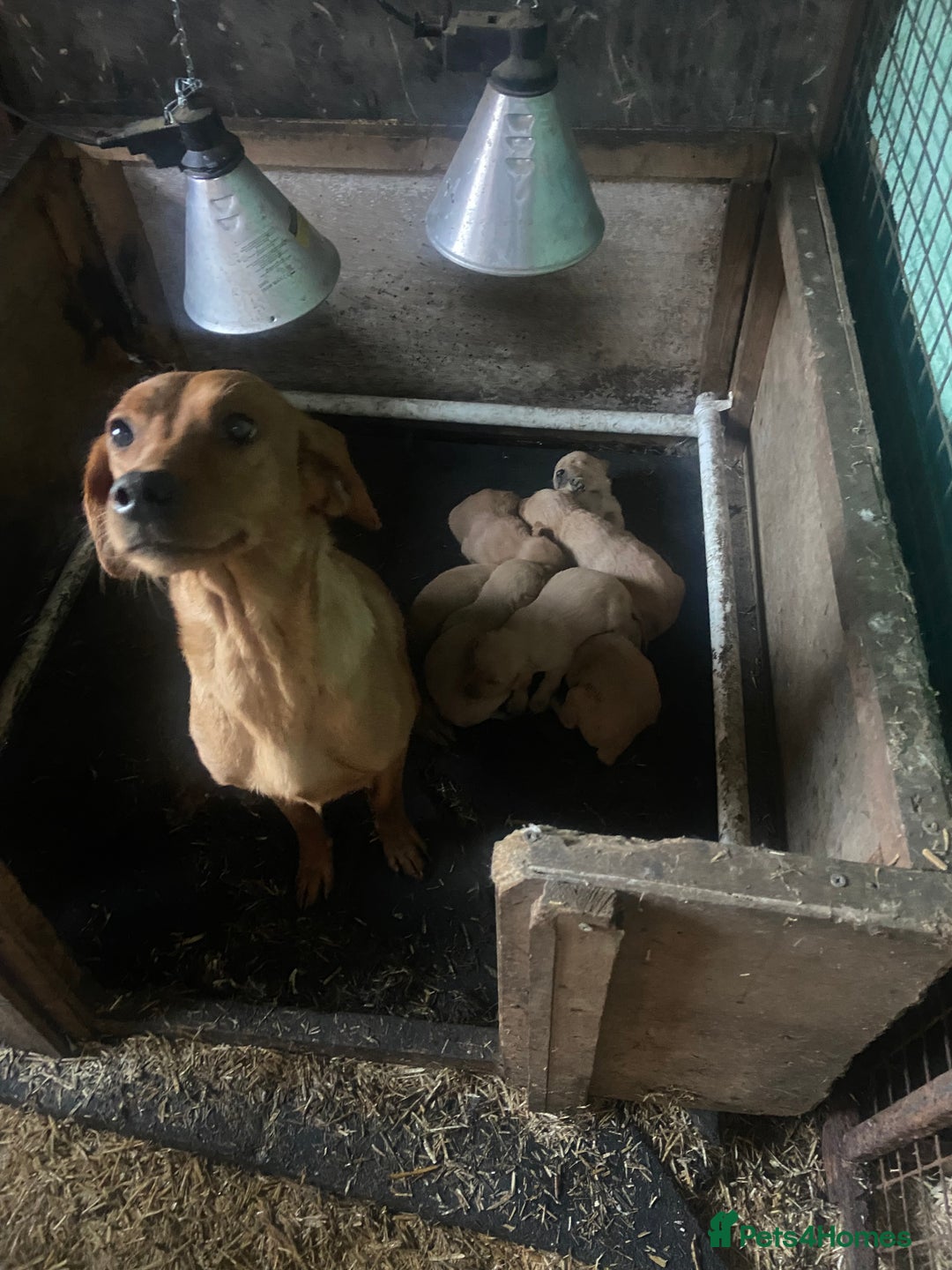 Labrador Retriever dogs for sale: Labrador puppies for sale 🐶 - Image 22
