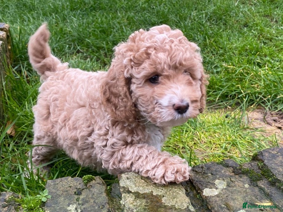 Toy Poodle dogs for stud: AT STUD KC REG TOY POODLE JAM  CLEAR DNA TESTS in High Wycombe - Image 13