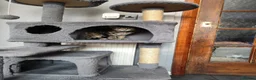 Mixed Breed cats for sale: Beautiful kittens ready for new home - Advert 10