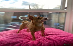 Chihuahua dogs for stud: Stunning male Chihuahua for stud in Ware - Image 4