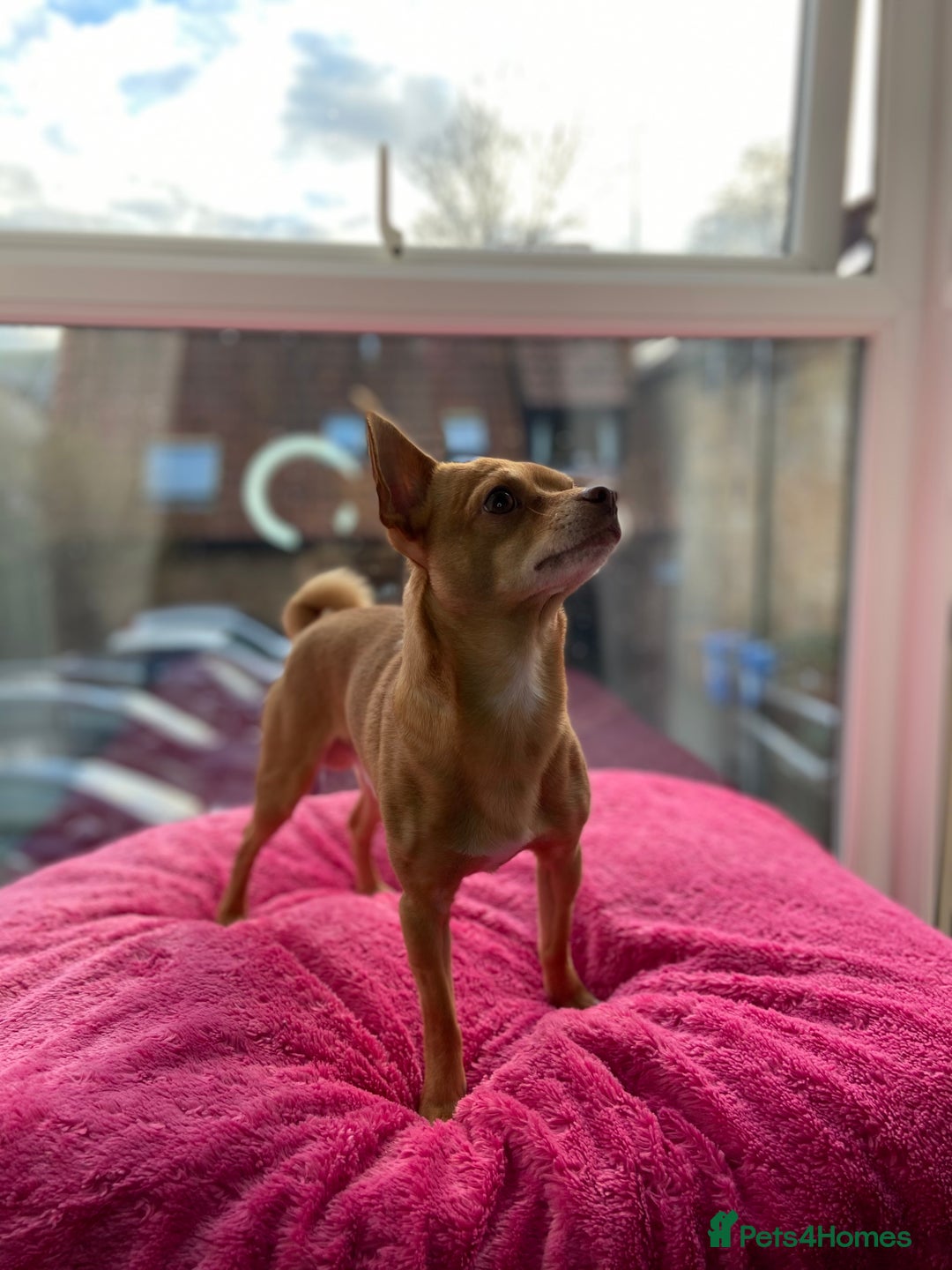 Chihuahua dogs for stud: Stunning male Chihuahua for stud in Ware - Image 4