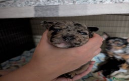Mixed Breed dogs for sale: Stunning jack Russel cross staffy - Image 1