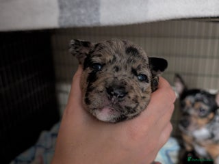 Mixed Breed dogs - Advert 12