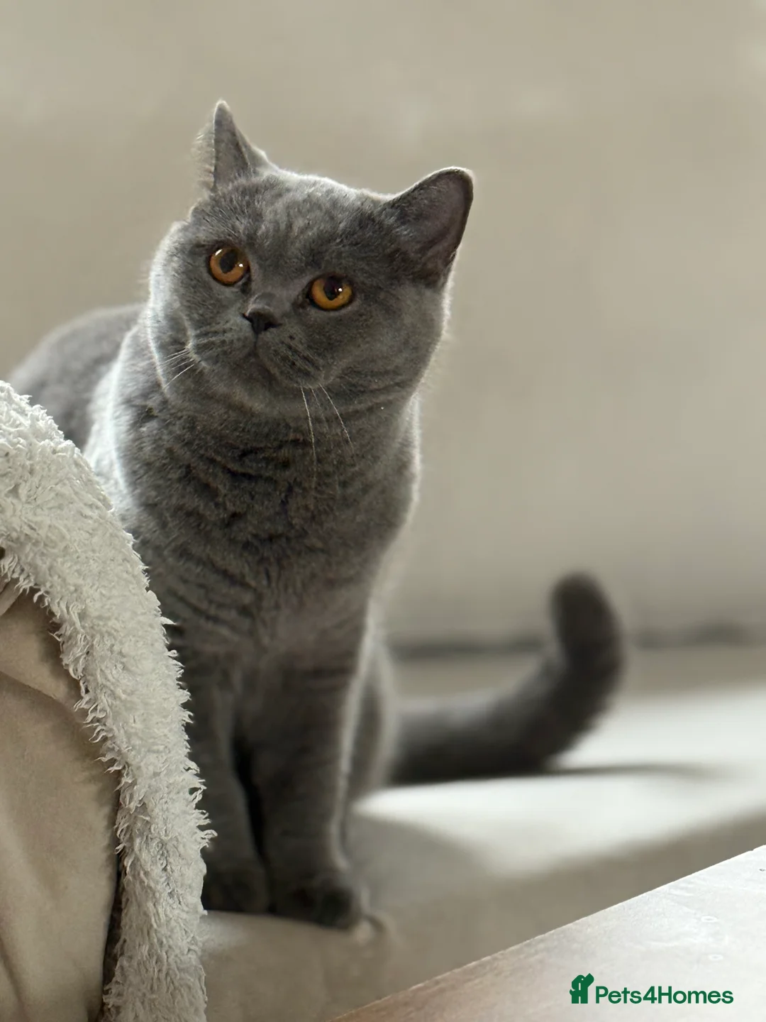British Shorthair cats for sale: Blue British Shorthair Sisters Sold Together 🌸 - Advert 3