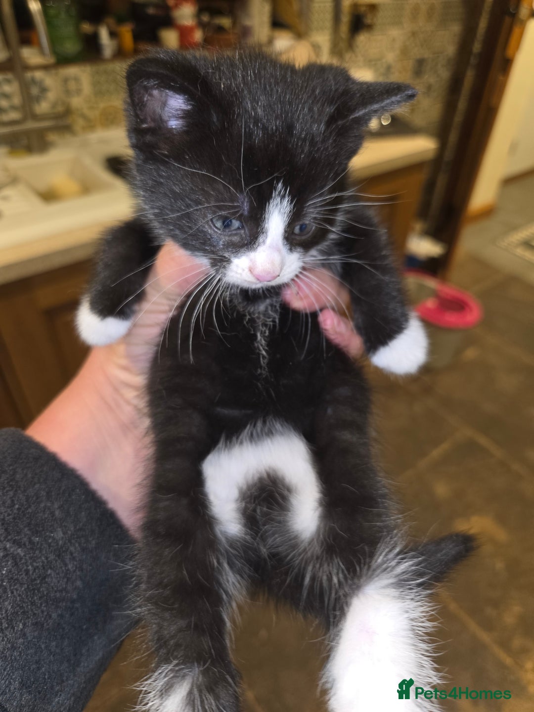 British Shorthair cats for sale: Beautifully marked kittens.  - Image 20