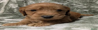 Cockapoo 1