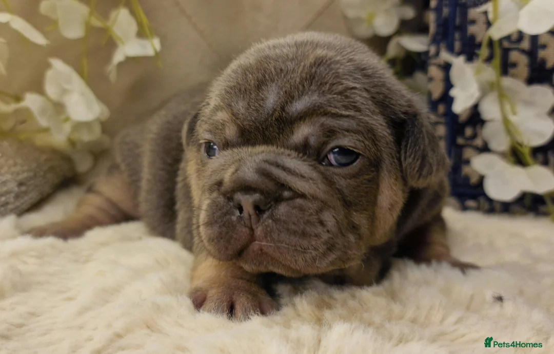 French Bulldog dogs for sale: 💥👀 NEW SHADE ISABELLA, MERLE TRI LILAC   - Advert 6