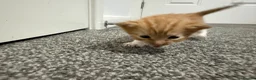 Domestic Shorthair cats for sale: 4 stunning ginger and white kittens  - Advert 4