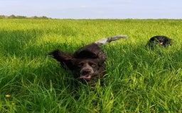 Cockapoo dogs for sale: Stunning F1 Cockapoo Puppies - PRA Clear Sire - Image 7