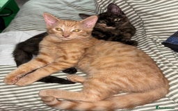 Sphynx cats for sale: Last ginger male ready to go now - Image 5