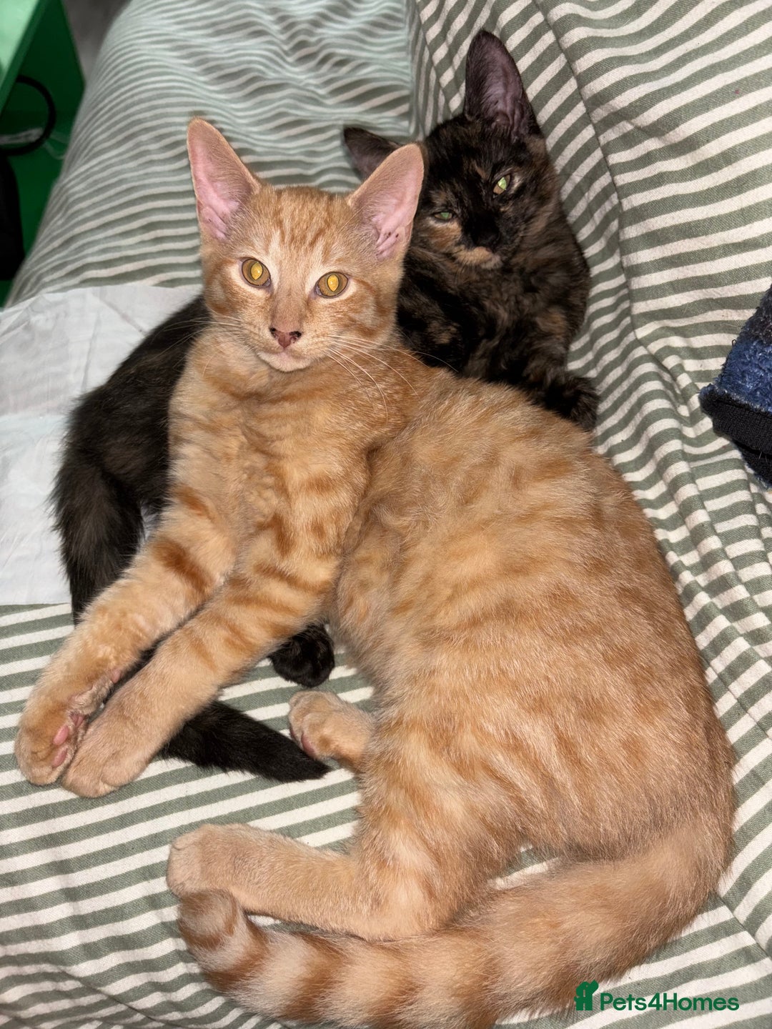 Sphynx cats for sale: Last ginger male ready to go now - Image 5