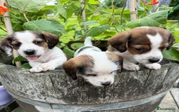 Mixed Breed dogs for sale: Jack Russel Pups in Machynlleth - Image 35