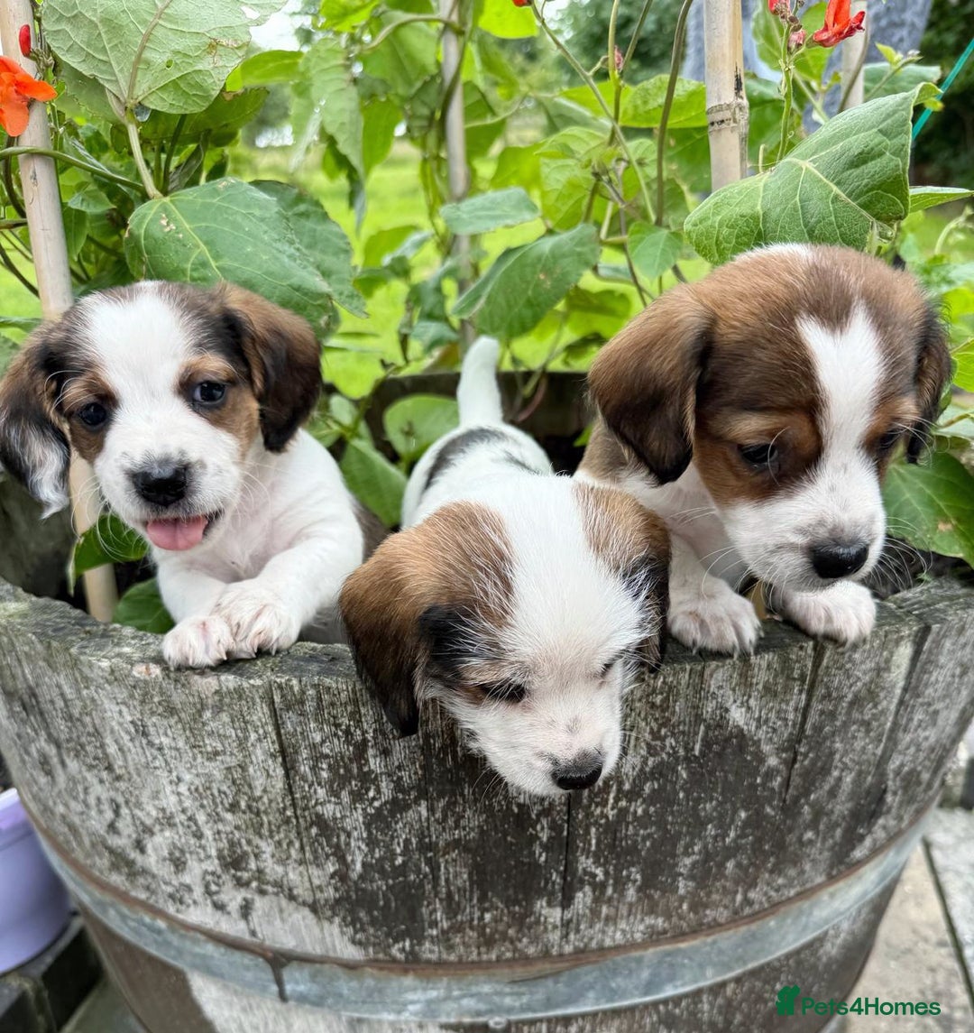 Mixed Breed dogs for sale: Jack Russel Pups in Machynlleth - Image 35