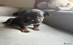 Mixed Breed dogs for sale: french bulldog x jack russell  - Image 5