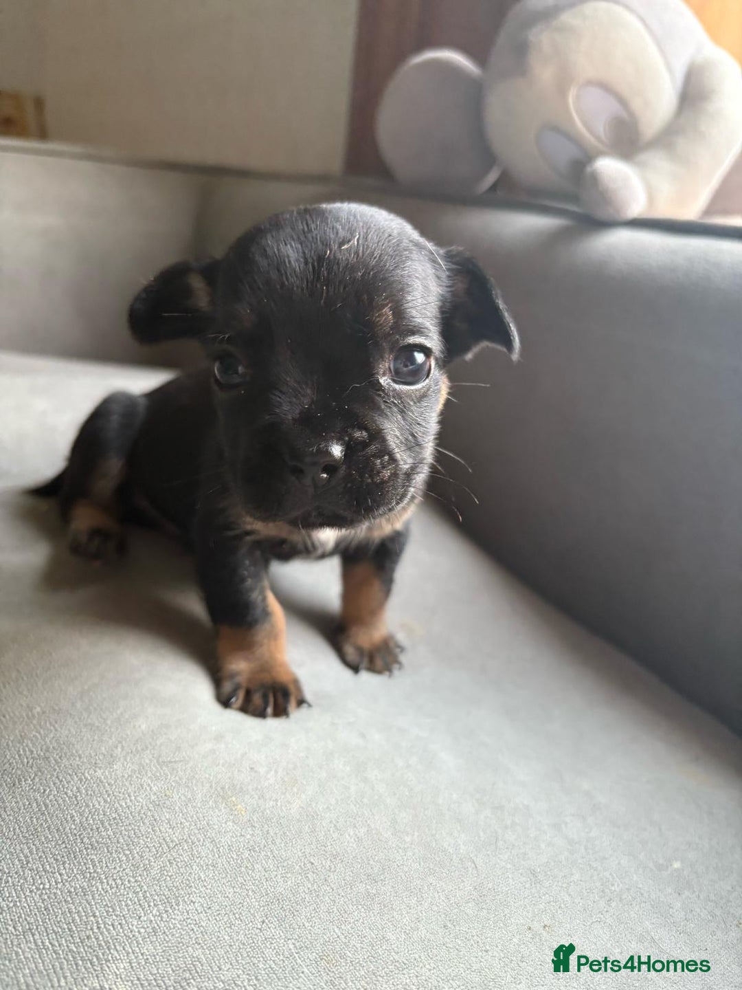 Mixed Breed dogs for sale: french bulldog x jack russell  - Image 5
