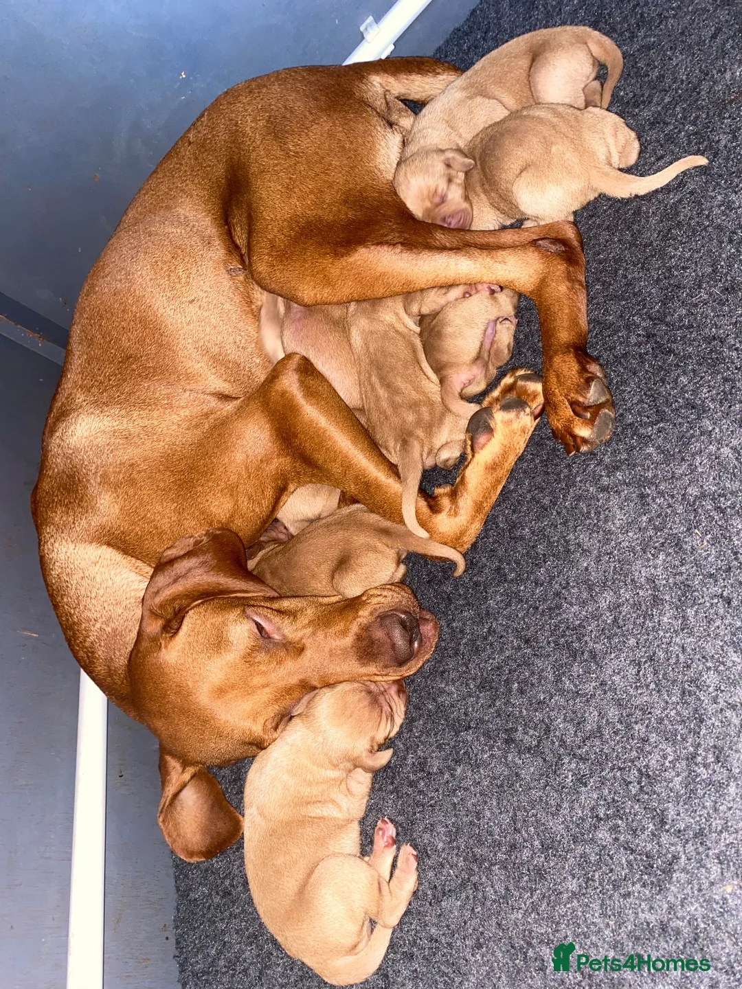 Hungarian Vizsla dogs for sale: Stunning litter of Hungarian Vizsla pups.  - Advert 2