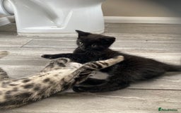 British Shorthair cats for sale: Beautiful, playful kittens  - Image 5