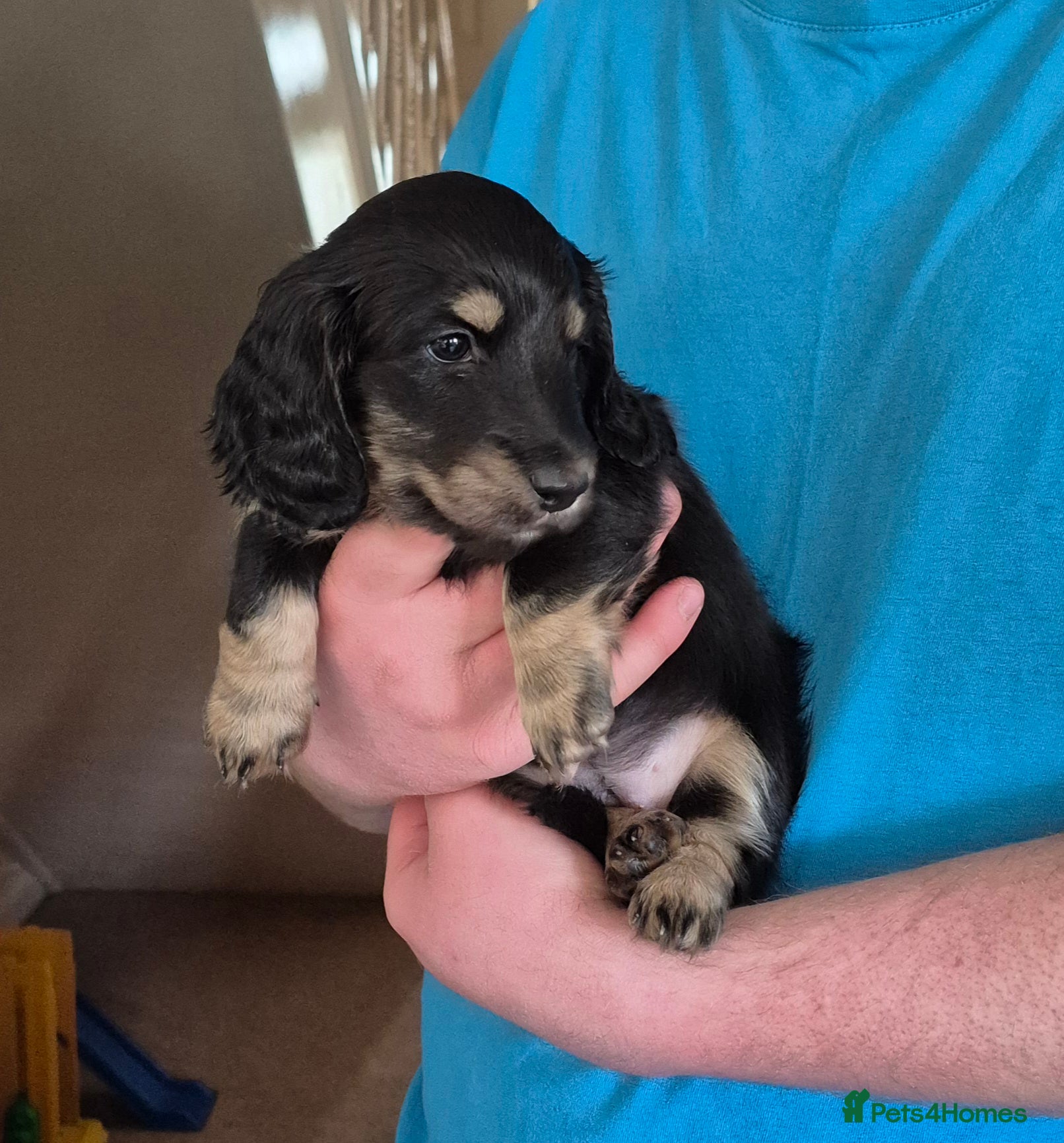 Miniature Dachshund dogs Long Hair Miniature Dachshund Puppies.  - Advert 10