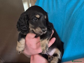 Miniature Dachshund dogs Long Hair Miniature Dachshund Puppies. - Advert 10
