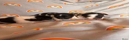 Jack Russell dogs for sale: Traditional Jack Russell Puppies  - Advert 5