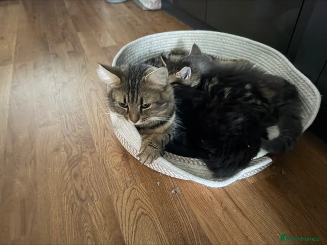 Persian cats for sale: Beautiful Persian Cross kittens for sale - Advert 12