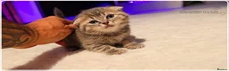 Scottish Fold cats for sale: Scotish Fold Kittens - Advert 5