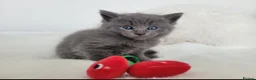 British Shorthair cats for sale: British shorthair kitten - Advert 8